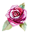 バラノイラスト