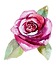 Rose 2