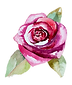 Rose 2