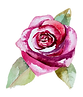 Rose 2
