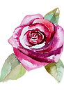 Rose 2