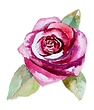 Rose 2