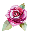 Rose 2