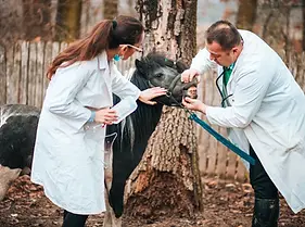 HorseVets.webp