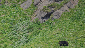 「熊のニュースを見ながら」