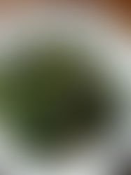 BORGO is coming to Phibsborough, and ATF Insiders get the first look