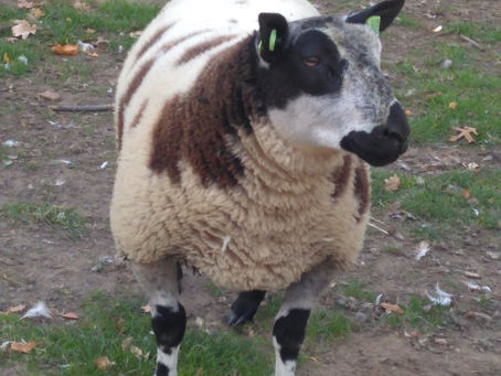 Dierenvertier