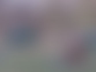 Grote boom bij vijver Breerpark geveld