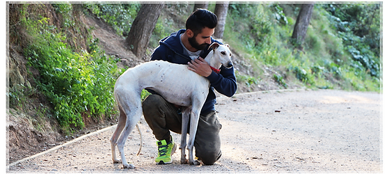 Tc Dog Care - Galgo rescue.png