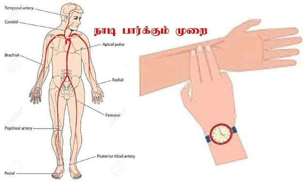 நாடி என்றால் என்ன?