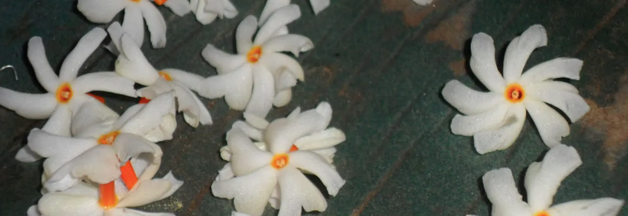 உடல் வலியை போக்கும் பவளமல்லி