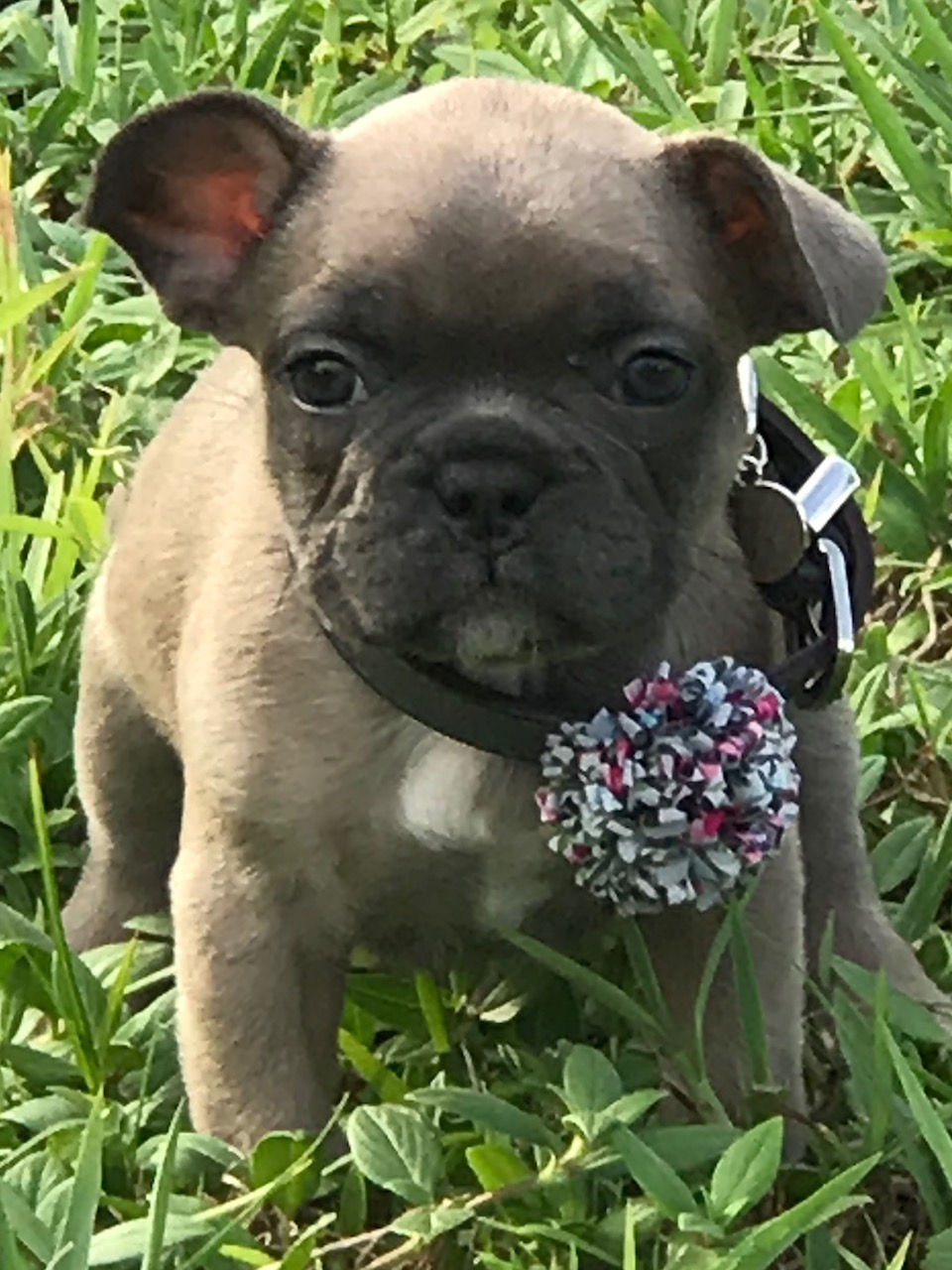Roxy