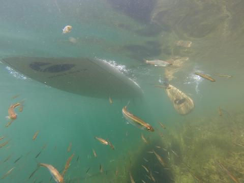 40 ft of water clarity