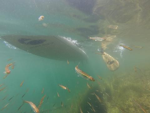 40 ft of water clarity