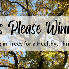 Dear Trees Please Coalition, Volunteers, and Residents