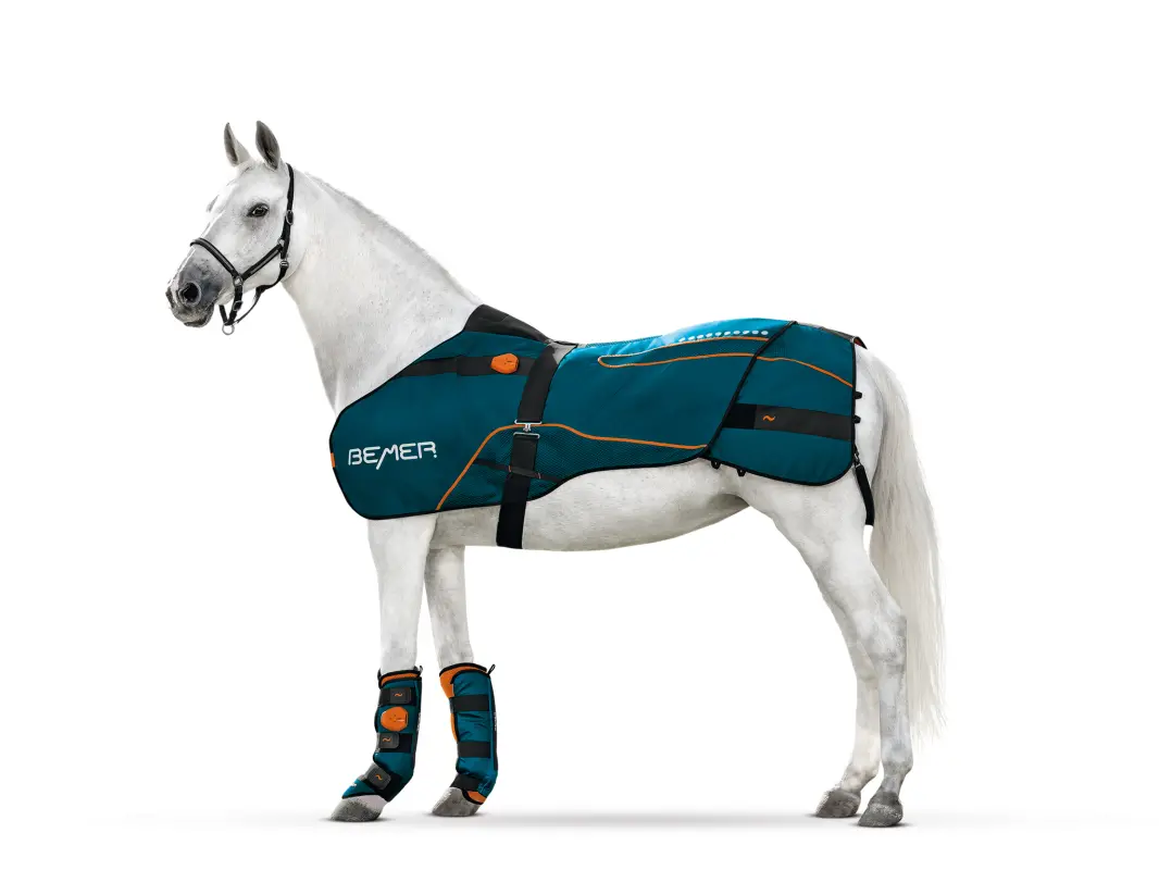 01-Horse-Set-01.webp