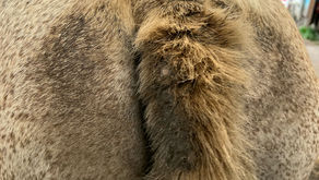 Un cheval qui se gratte, un vétérinaire qui enquête : comprendre et soigner la dermite équine