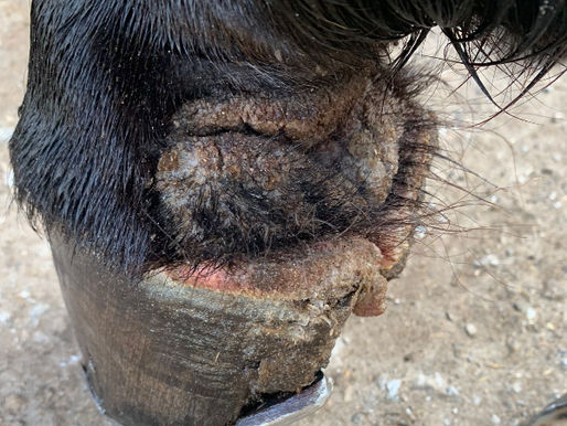 Périople mou, couronne gonflée… Quand faut-il s’inquiéter pour le sabot du cheval ?