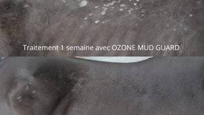 Comment l’ozone aide à traiter la dermite estivale et les inflammations cutanées chez le cheval