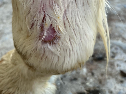 Photosensibilisation chez le cheval : causes, conseils et soins naturels