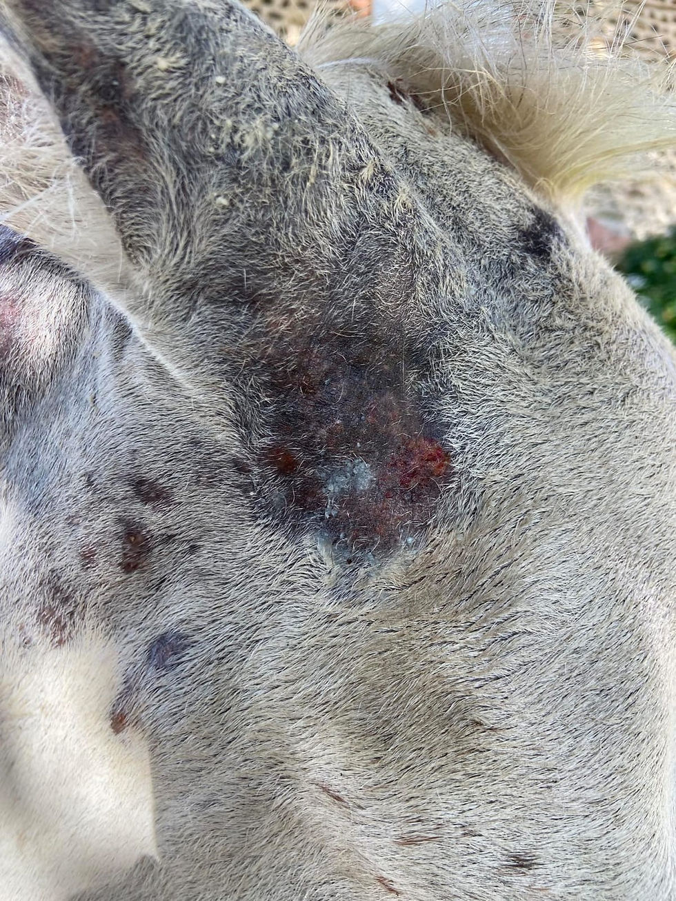 irritation peau cheval