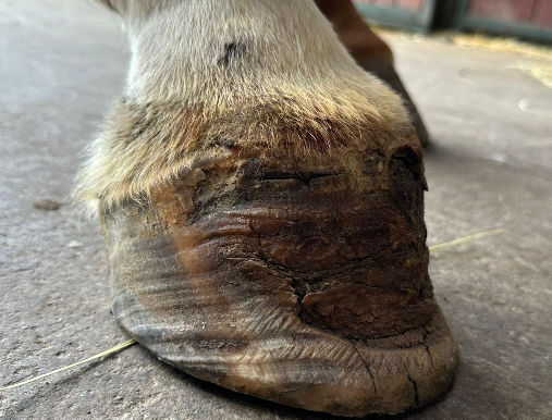 Pourquoi faut-il surveiller et soigner les périoples chez le cheval ?