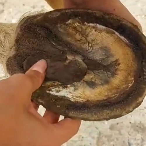 Hoof stuff chevaux soin fourchette