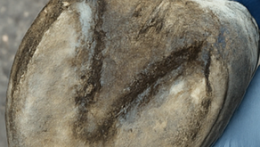 Crapaudine cheval