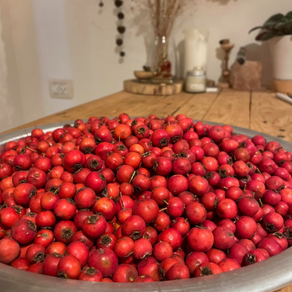 Crataegus azarolus :עוזרר אדום