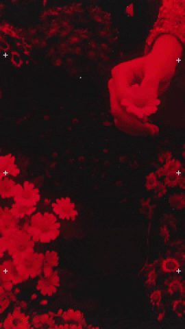 giphy (2).gif