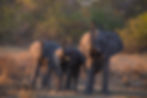 Elephants