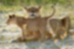 Lions