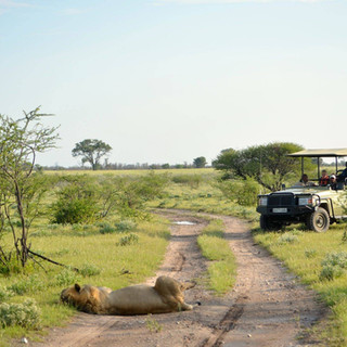 Lions blocking the road on safari.