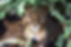 Lions