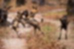 Wild dogs playing