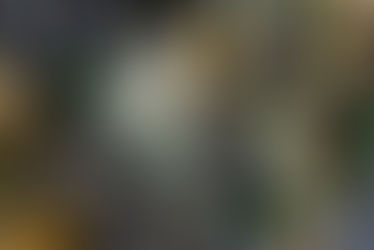 Wednesday is MUSSEL NIGHT!