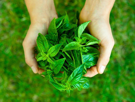 Basil: The Healing Herb That Supports Your Body Naturally