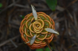 Flora colombiana.
