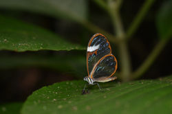 Fauna colombiana.