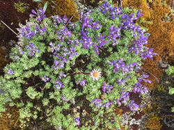 Flora colombiana, PNN Galeras.
