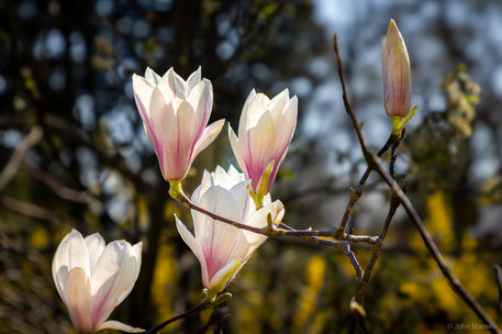 magnolia