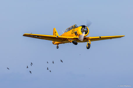 Gele Harvard met school vogels op achtergrond