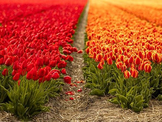 Tulips