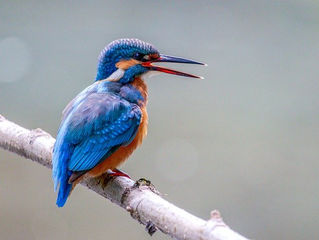 Biodiversiteetti