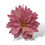 Miniatura: Dalia Preservada