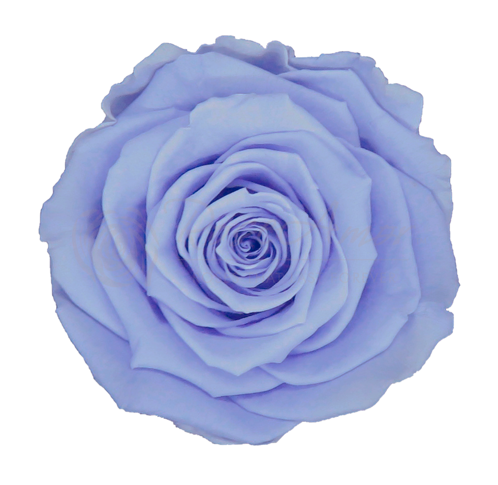 Miniatura: Rosa Preservada Rose Amor LL 6-6,5cm (caja 6 uds.)