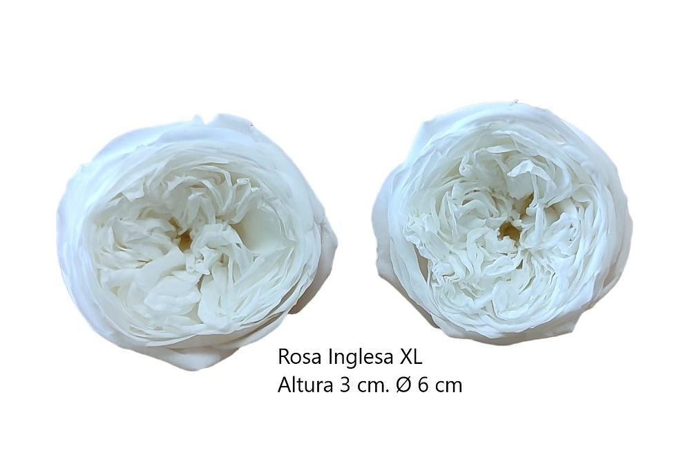 Miniatura: Rosa Austin preservada