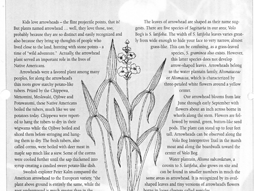 Honoring Stacy Iwanicki | Native Plants of Volo Bog: Arrowhead