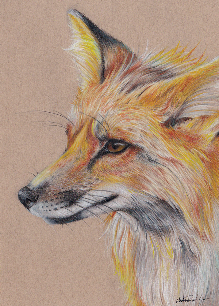 Fox Portrait Fine Art Print - 5x7