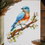 Thumbnail: Eastern Bluebird Fine Art Print - 8x10